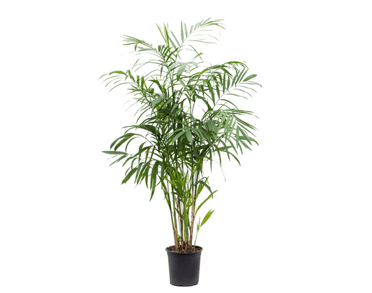 Chamaedorea seifrizii