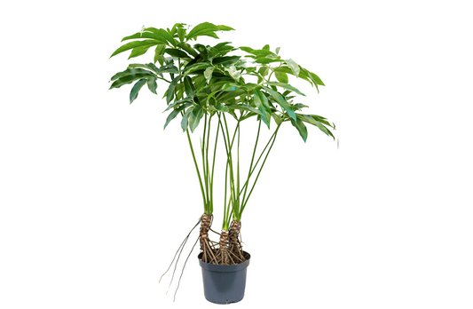 Philodendron goeldii