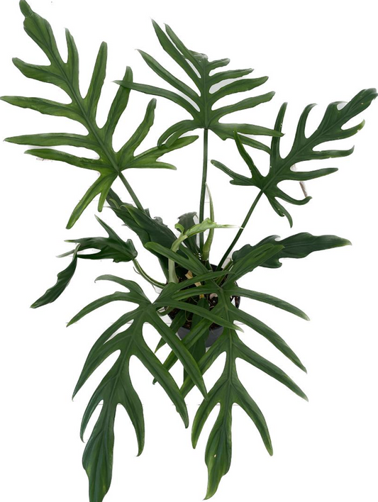 Philodendron elegans