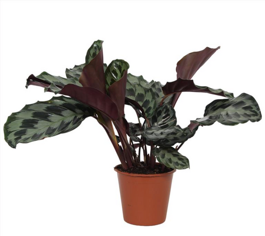 Goeppertia dressleri 'Helen Kennedy'