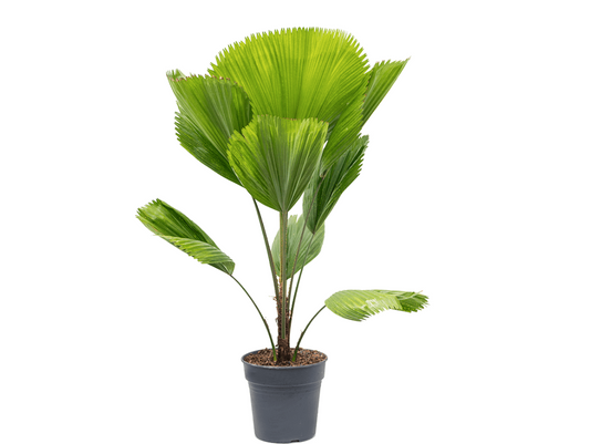 Licuala grandis